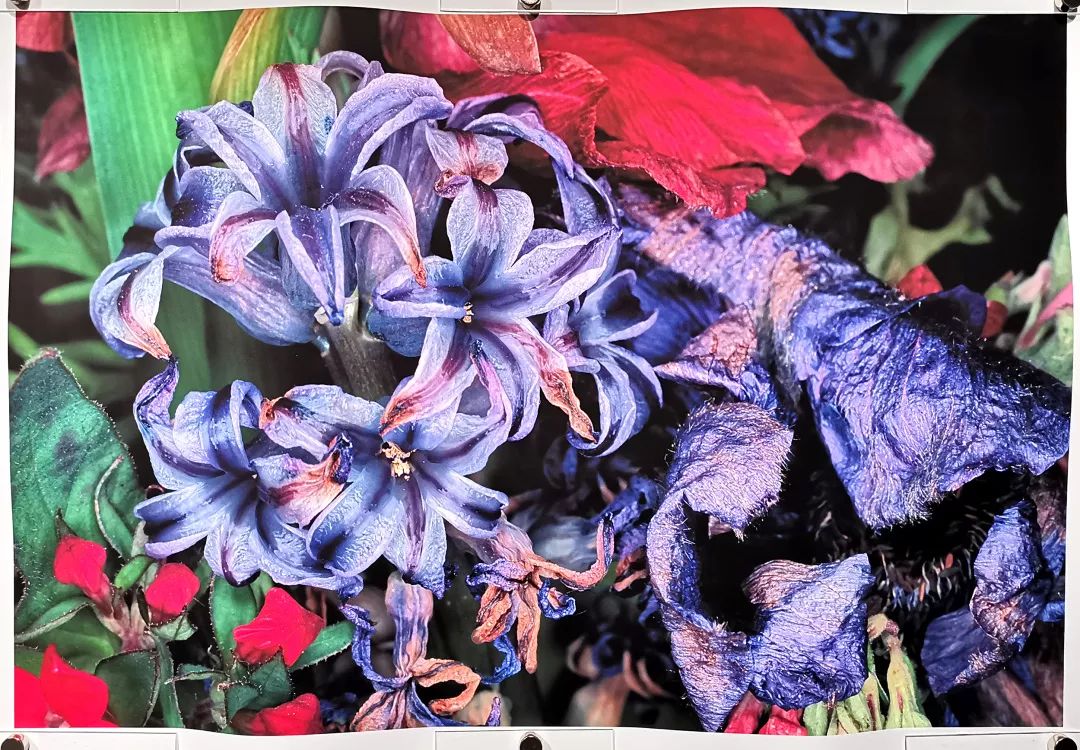 荒木经惟摄影展.花幽 | 南艺 #作品200p