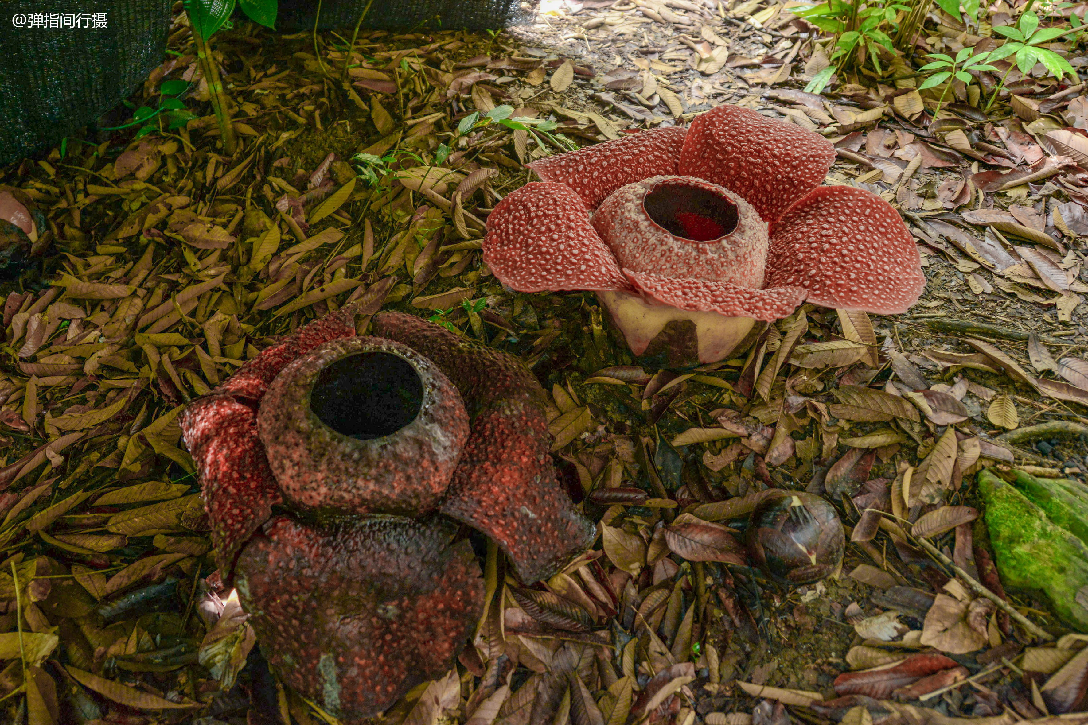 世界上最大的花卉,花瓣直径可达1.4米,生长东南亚最高山峰上