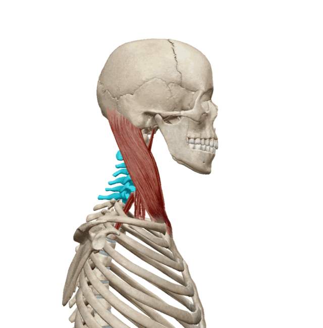 娜扎刺绣裙惊艳全场,但肩胛骨和富贵包让她胳膊都快抬不起来了?