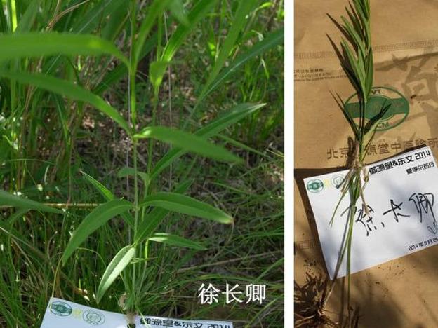 和紫萱是最搭配的,徐长卿也是一种植物,是治病的中草药,别名叫刁竹,对