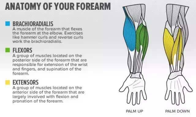 我们肘关节至腕关节这部分就是属于我们的小臂肌肉,它也是我们全身