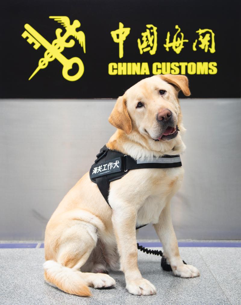 旅客请注意,百里挑一的国门汪星人换新制服了,无论嗅觉脾气个人卫生它