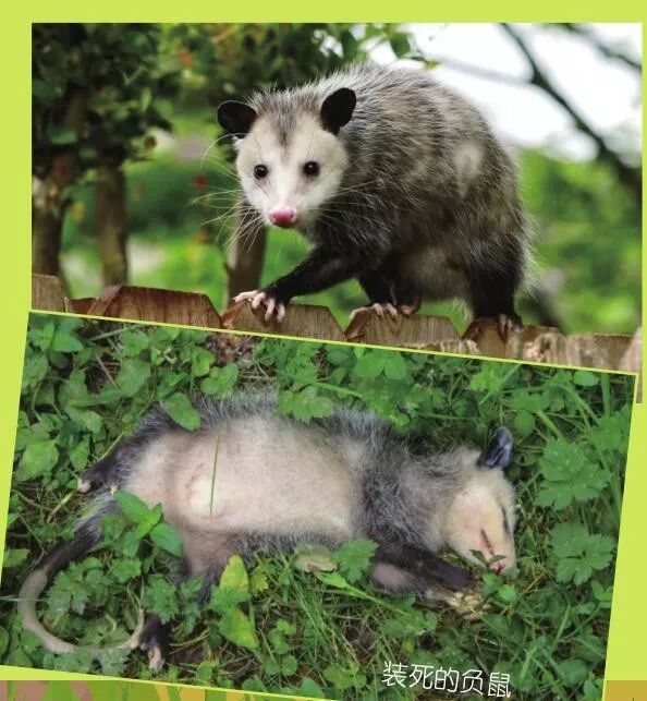 负鼠主要分布在南美洲,澳大利亚等地区,有着长长的口鼻,乍一看还以为