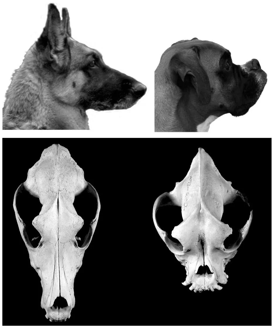 狗的头骨结构图片图片