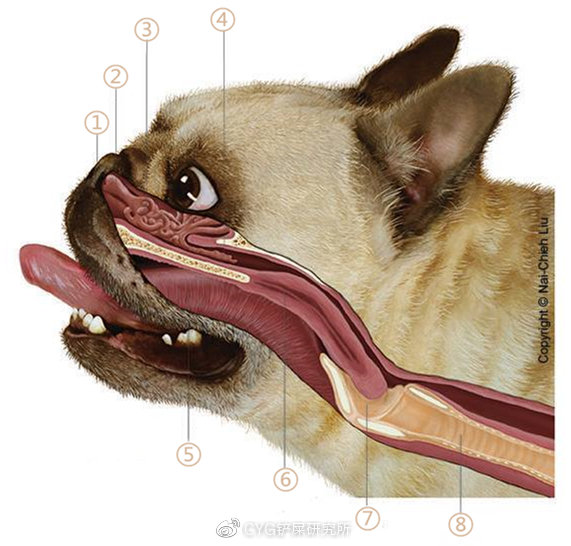 狗气管解剖图图片