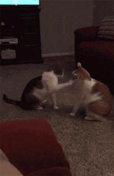 两只猫打架的动图图片
