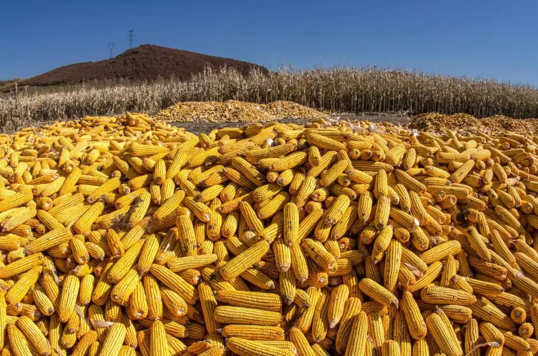 临储玉米整体情况尚可为何价格上涨势头不大