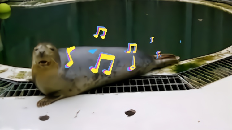 一闪一闪亮晶晶你没听错是海豹在唱歌