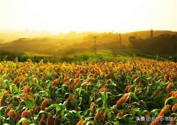 高粱田除草剂的安全使用技术__凤凰网
