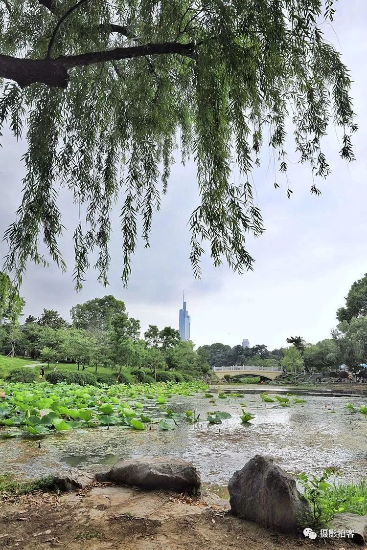 夏天微风吹过的玄武湖