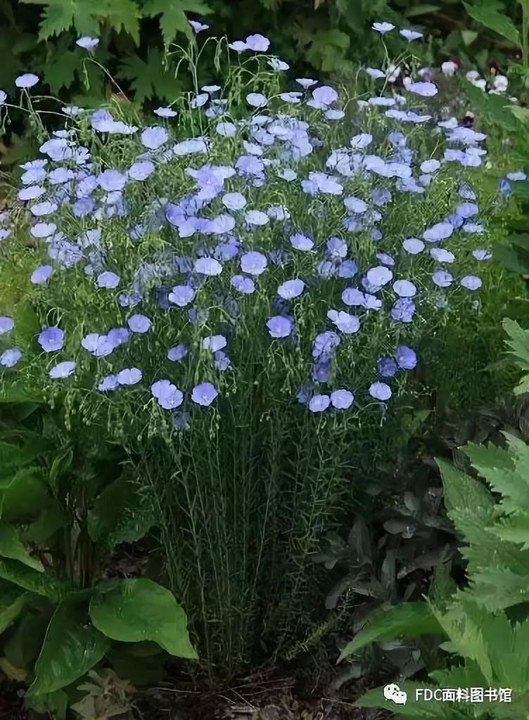 > 正文 亞麻為一年生草本植物,莖直立,可達1.