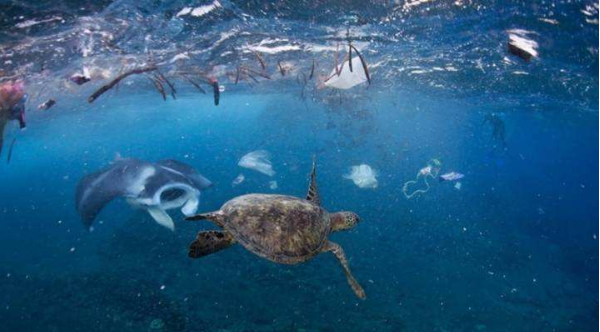 会因为塑料发出的一种化学物质而误以为塑料是食物,导致大量鸟类死亡