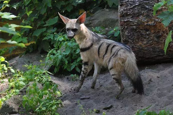 地球上生命力最顽强的10大动物, 第一名怎么都死不了