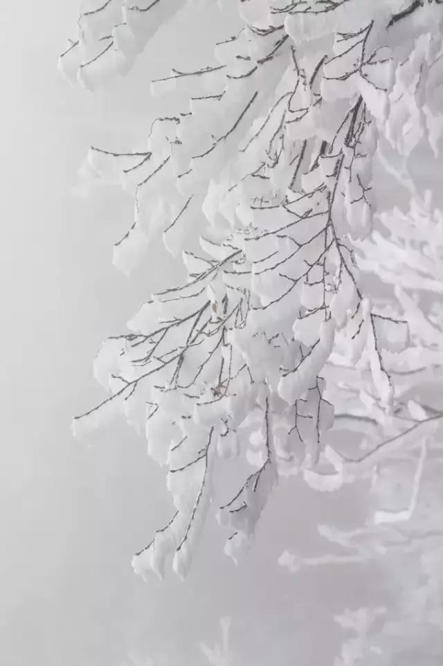 最美張家界雪景-以圖為證!錯過又等一年哦!