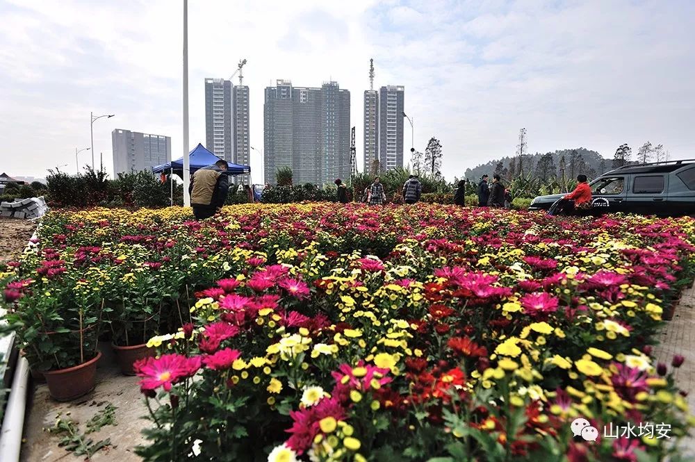 一起围观啦~ 大良 迎春花市时间 : 2019年1月26日-2月4日 迎春皇行