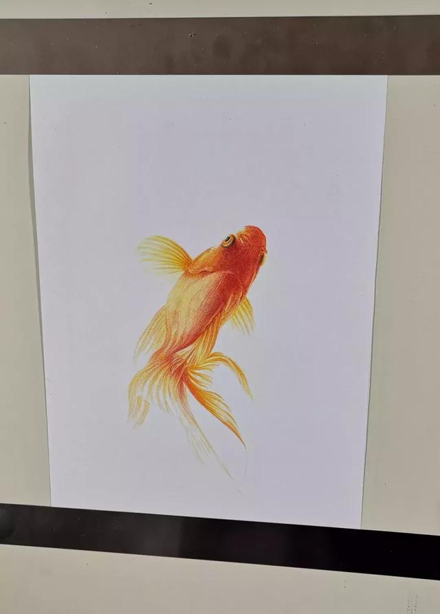 超详细彩铅教程,教你画一条小金鱼,你就是下一个锦鲤幸运者!