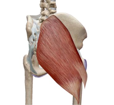 止點:股骨臀肌粗隆和髂脛束起點:髂骨翼外面,骶,尾骨背面以及骶結節