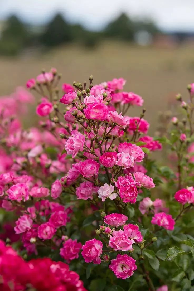 花朵特别美观大方的几种月季花，都是抗病虫害能力极强的__凤凰网