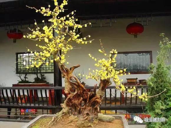 京城顽主盆景古桩腊梅花盆景