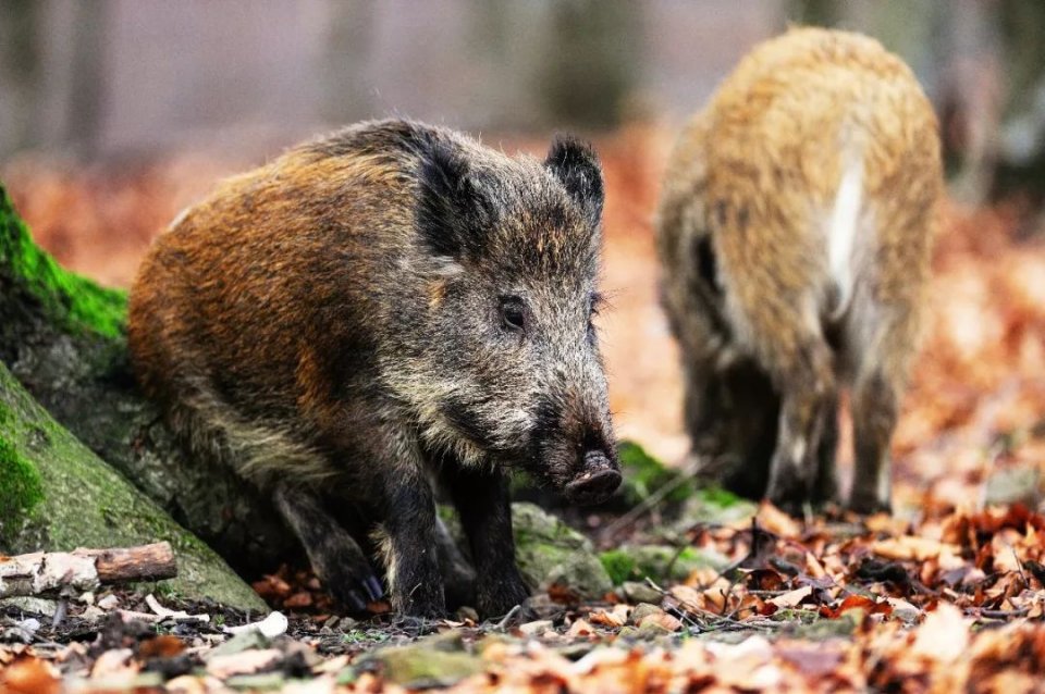 从野猪到家猪,"佩奇"你到底经历了什么?