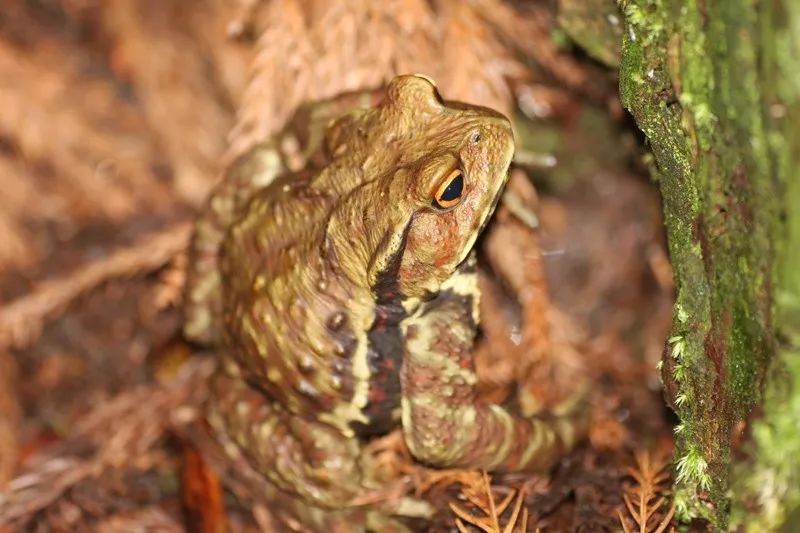 &middot; 脊椎动物门-两栖纲-无尾目-日本蟾蜍