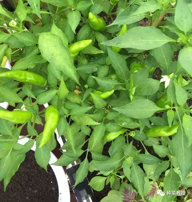 这样有助于植株生长(当然不少菜友基本不搭架) 04 ▲ 朝天椒在第一