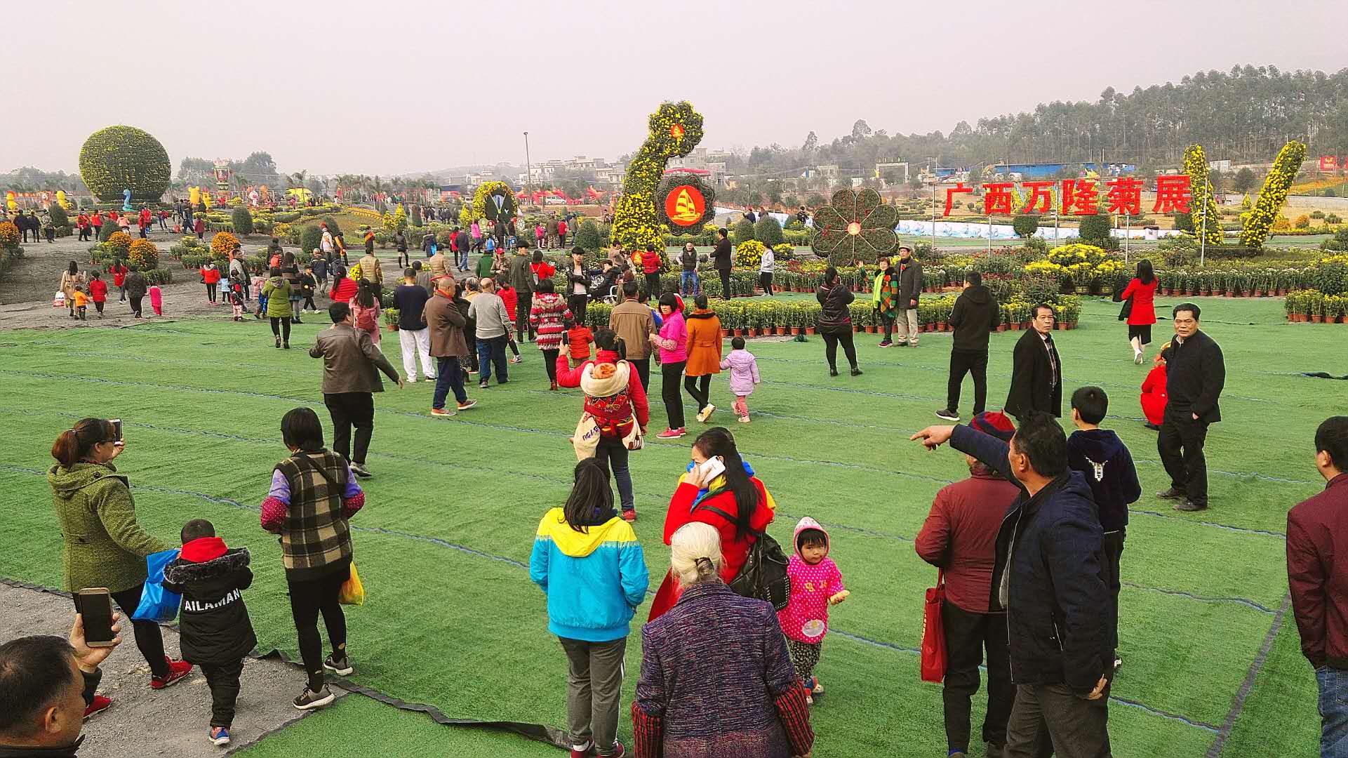 广西首届万隆菊花展在桂平举行