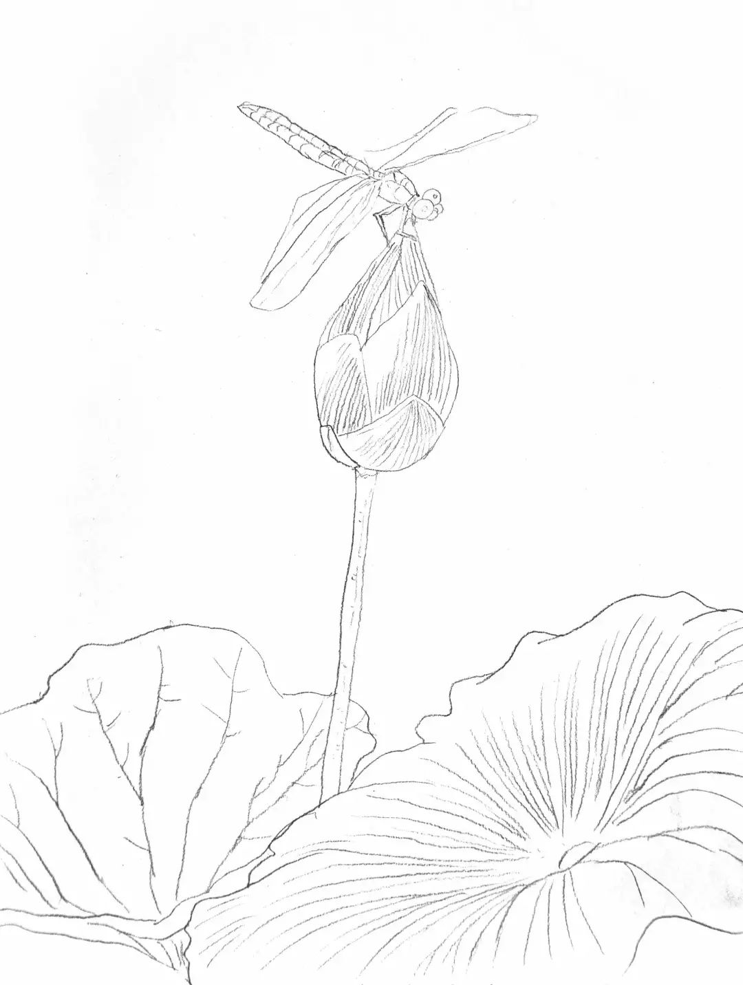 荷塘蜻蜓绘画图片大全图片