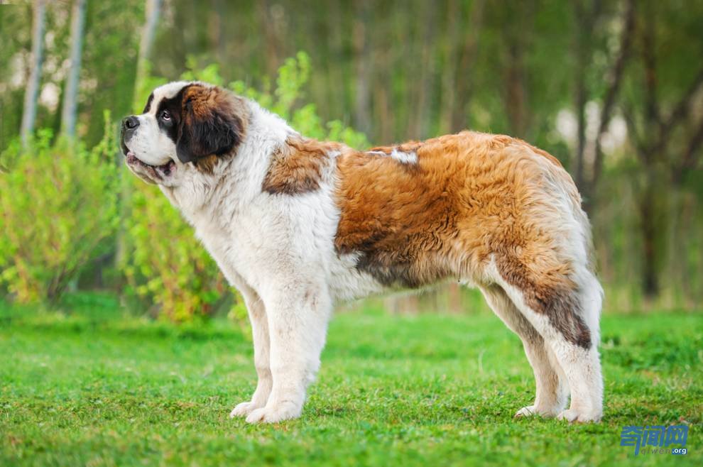 愛爾蘭獵狼犬甚至可以撲殺野狼