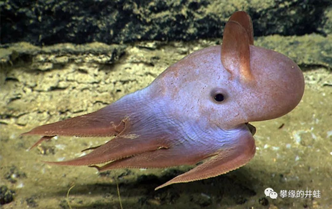 须蛸cirroteuthis umbellata,外号小飞象章鱼(dumbo octopus),八腕
