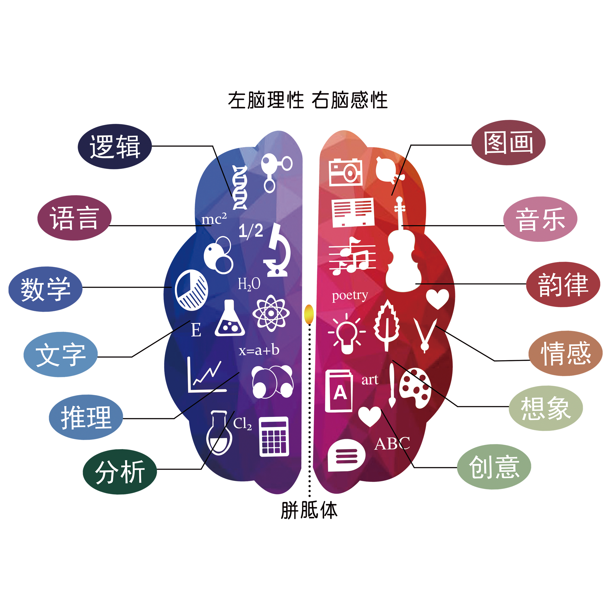 不管你是个普通人,还是科学家,艺术家,商业领袖,你的大脑跟你的成功都