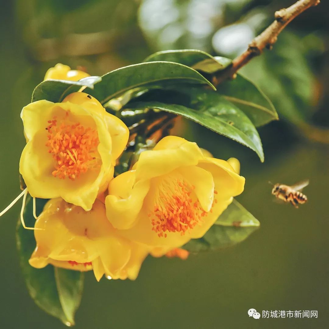 【防城港】浓墨重彩描绘"山"的壮美