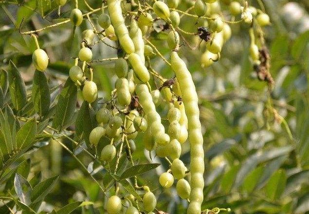 今天介绍的植物,它被誉为是最贵的豆子,但其实它的豆子以前并不被重视