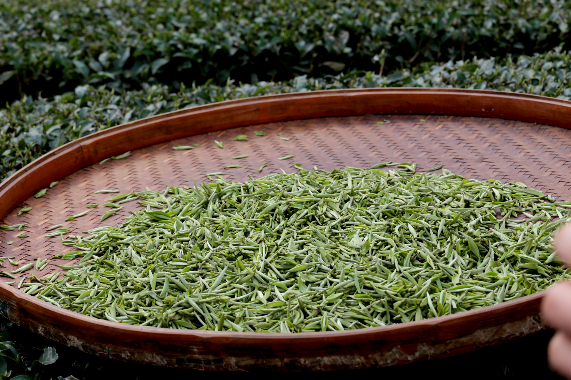 乡村影像:萧氏茶叶鸣锣开园,三峡库区上演现实版微信朋友圈