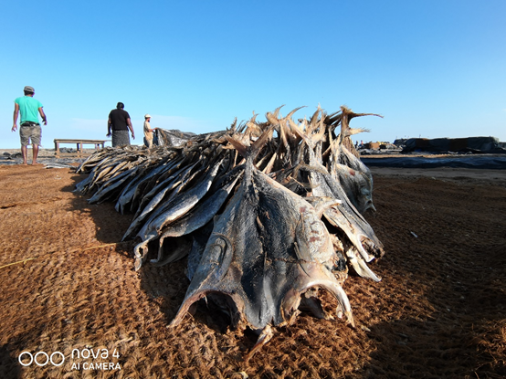 华为nova4贝母白今日预售!