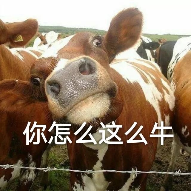 世界上最丑的牛图片