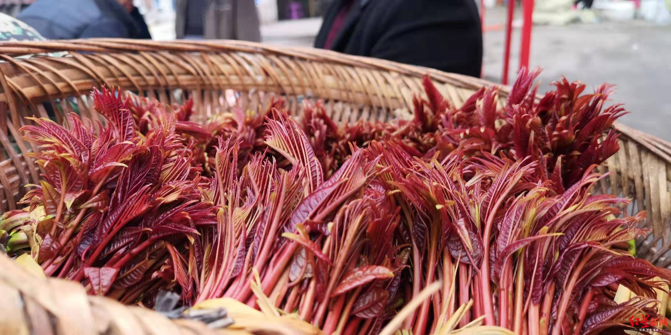 12元一斤中国香椿第一县香椿上市了