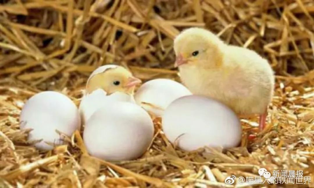 老师留作业让孵小鸡,家长:孵不出来愁,孵出来更愁