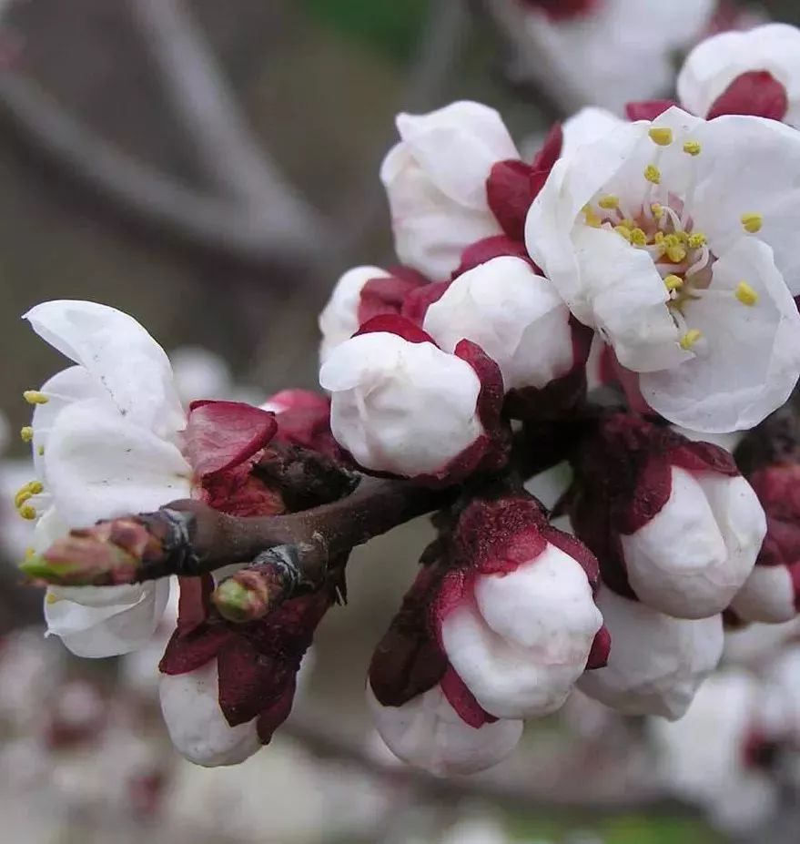 认清桃杏李梨樱……2019春季赏花指南