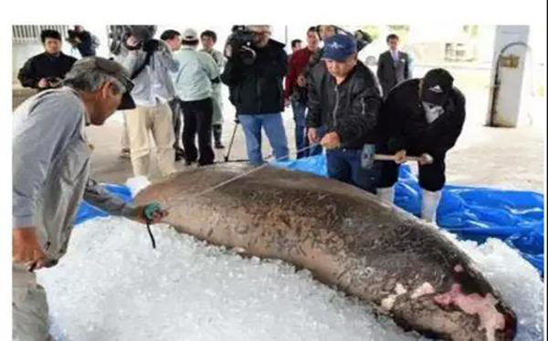 美人鱼尸体惊现日本冲绳海边前首相怒斥被填海害死的
