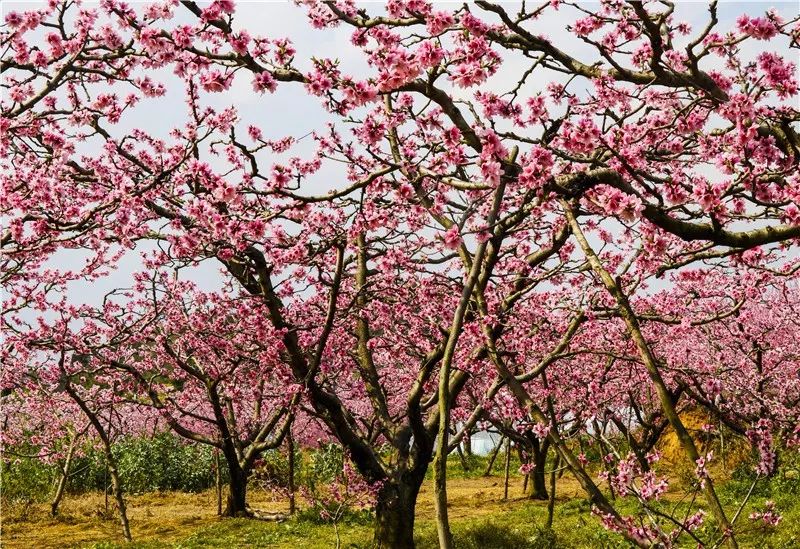 现场高清图贵阳永乐乡万亩桃花开了周末赶紧约起