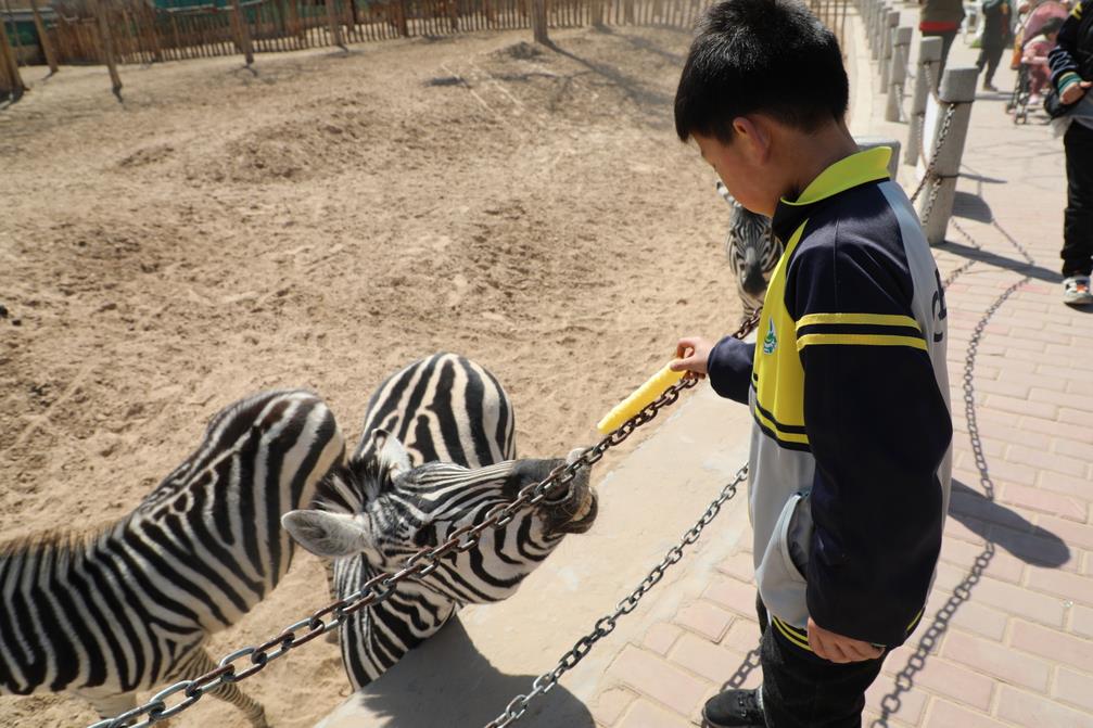 安阳市小学研学旅行首选了濮阳东北庄野生动物园