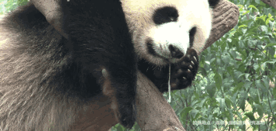 熊猫流口水表情包图片