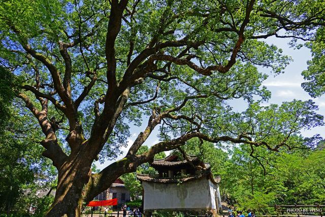 十多株千年古樟树藏在浙江这条村里,成为华北树龄最长的古樟树群__凤凰网