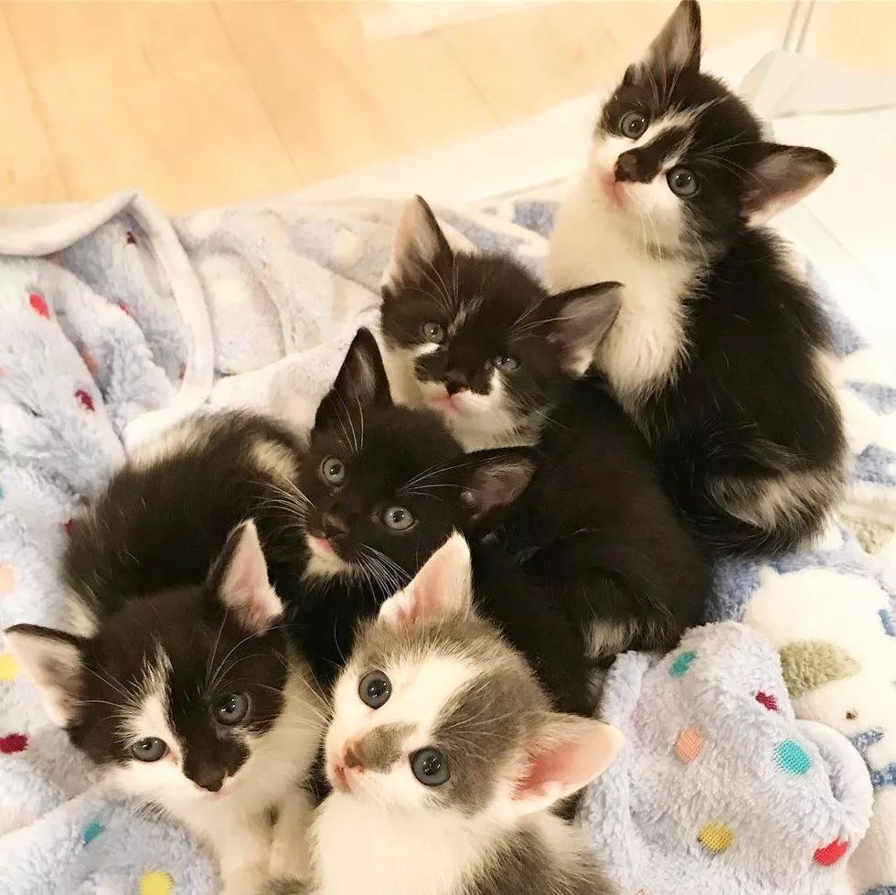这5只丧母小奶猫被救后,走到哪都紧紧抱团,简直像连体婴一样!__凤凰网
