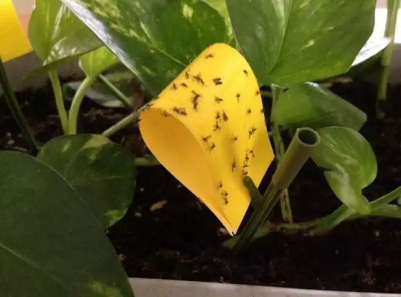 盆栽植物上经常冒出小黑飞,用下面这些方法都可轻松根除