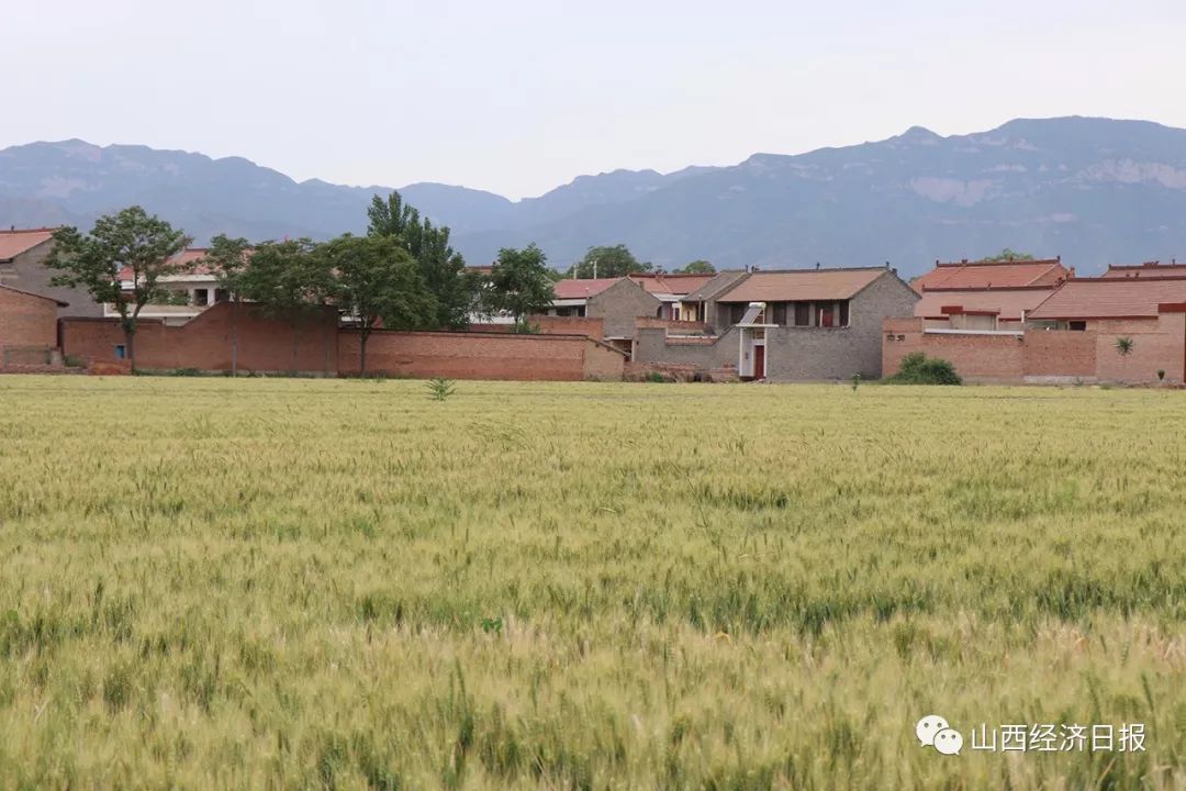 在新绛县泉掌村,"新入伍"的45亩耕地被全部栽上了樱桃树,长势喜人