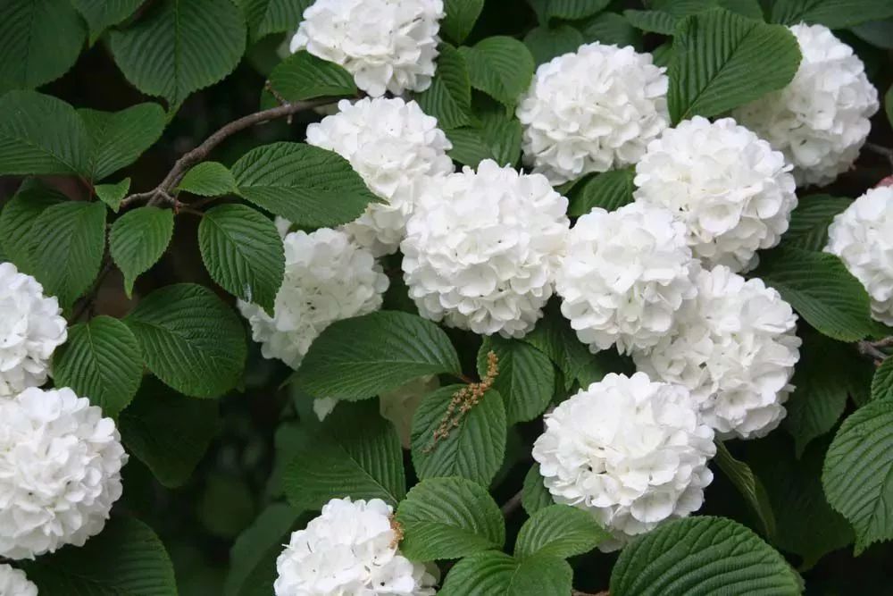 在春天开花灿烂的荚蒾,很多人都将它误以为是绣球花__凤凰网