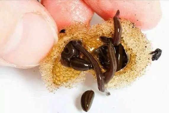 养蛊历程场面有点吓人胆小的不要看