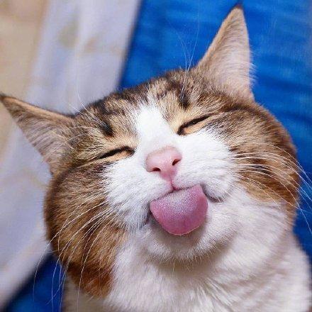 位网友发现,自家高冷的猫主子老是喜欢一本正经地卖萌,有时候明明表情